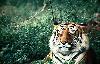 tiger v naravi