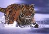 razigran tiger