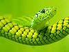 kača zelena